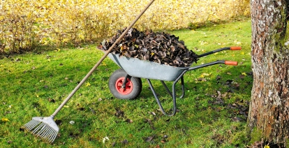 Feuilles mortes ramassées dans le jardin